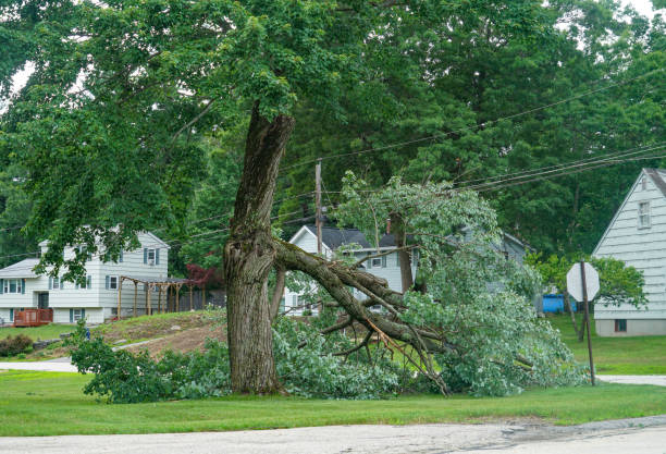 Best Tree Removal Near Me  in Show Low, AZ